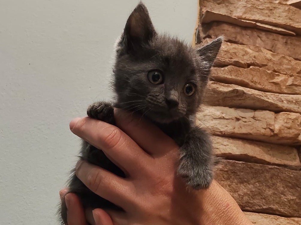 Adozione gatto, maschio, Razza sconosciuta Razza sconosciuta, 2 mesi, taglia non valida, Torino