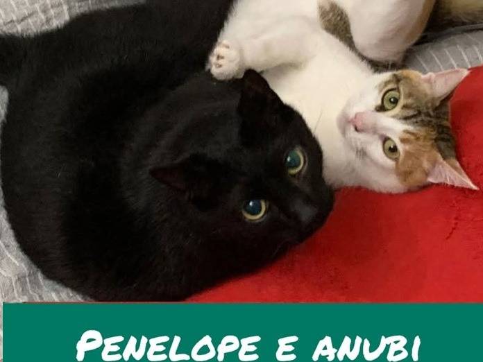 Adozione gatto, maschio, Razza sconosciuta Razza sconosciuta, 3 anni, taglia non valida, Torino