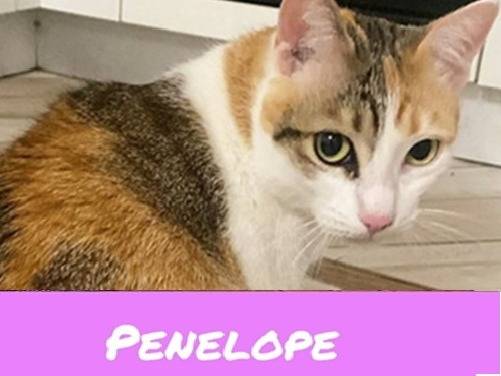 Adotta un gatto, maschio, 3 anni, Torino