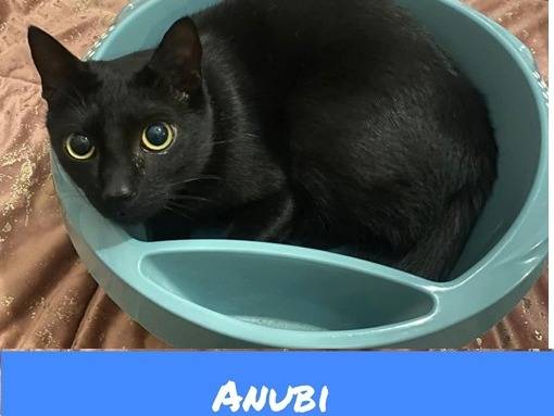 Adotta un gatto, taglia non valida, maschio, Torino