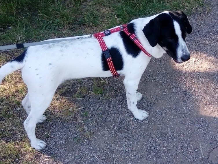 Adozione cane, maschio, Razza sconosciuta Razza sconosciuta, 4 anni, taglia media contenuta, Milano