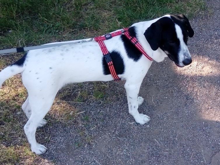 Adotta un cane, maschio, 4 anni, Milano