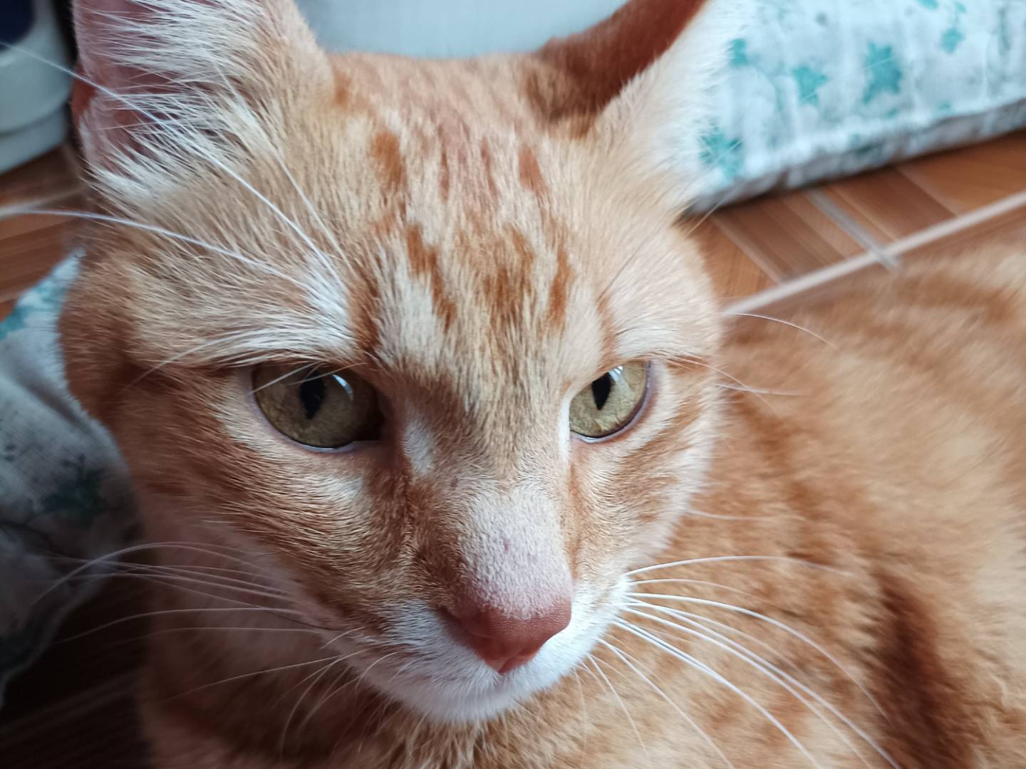 Adozione gatto, maschio, Razza sconosciuta Razza sconosciuta, 2 anni e 1 mese, taglia non valida, Torino