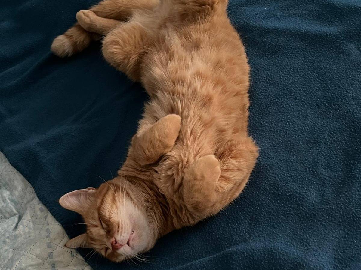 Adotta un gatto, maschio, 2 anni e 1 mese, Torino