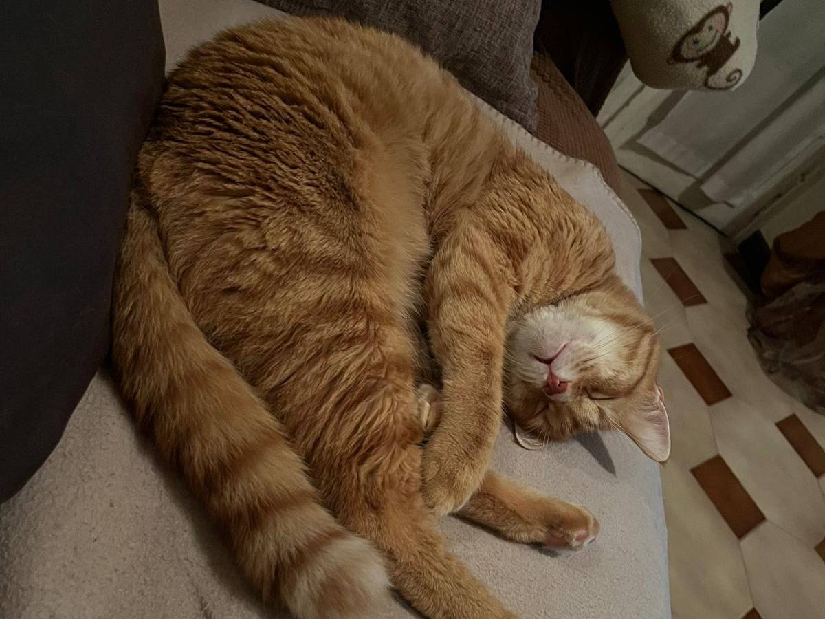 Adotta un gatto, taglia non valida, maschio, Torino