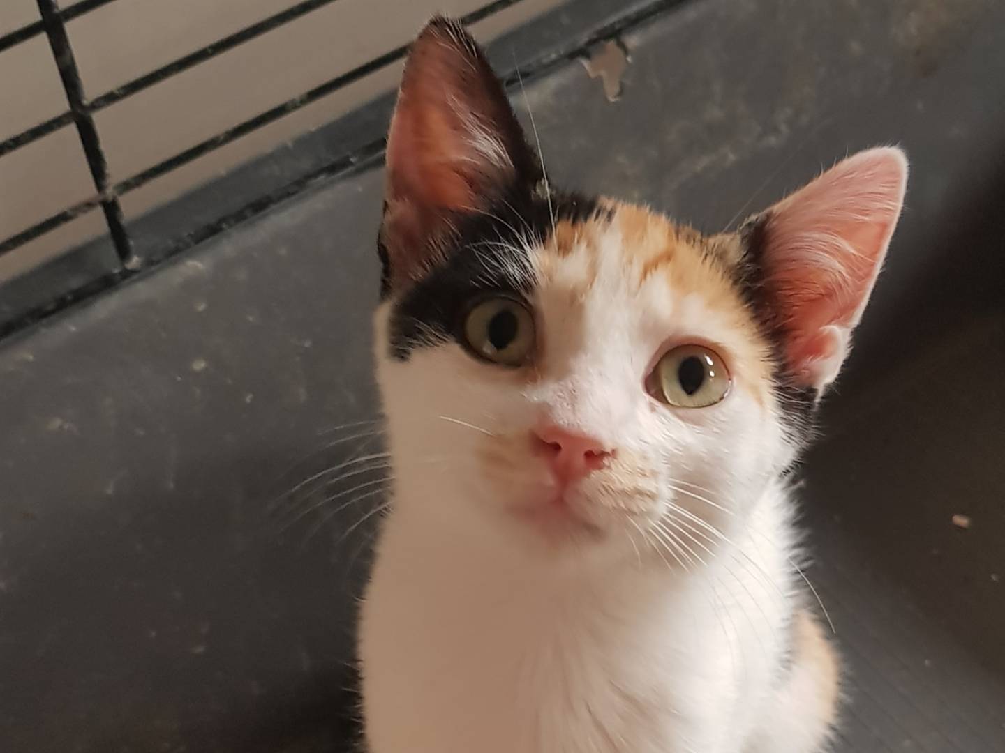 Adozione gatto, femmina, Razza sconosciuta Razza sconosciuta, 5 mesi, taglia non valida, Parma