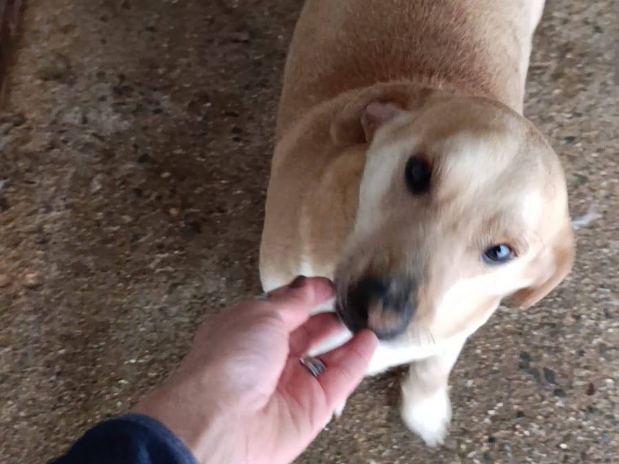 Vuoi adottare un cane a Catanzaro?