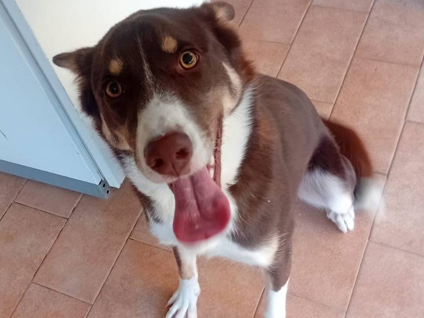 Adozione cane, maschio, Border Collie Razza sconosciuta, 10 mesi, taglia media, Varese