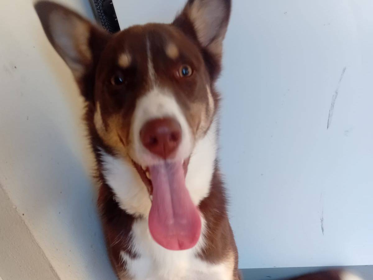 Adotta un cane, maschio, 10 mesi, Varese