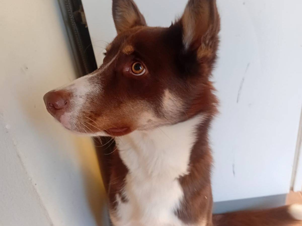 Adotta un cane, taglia media, maschio, Varese