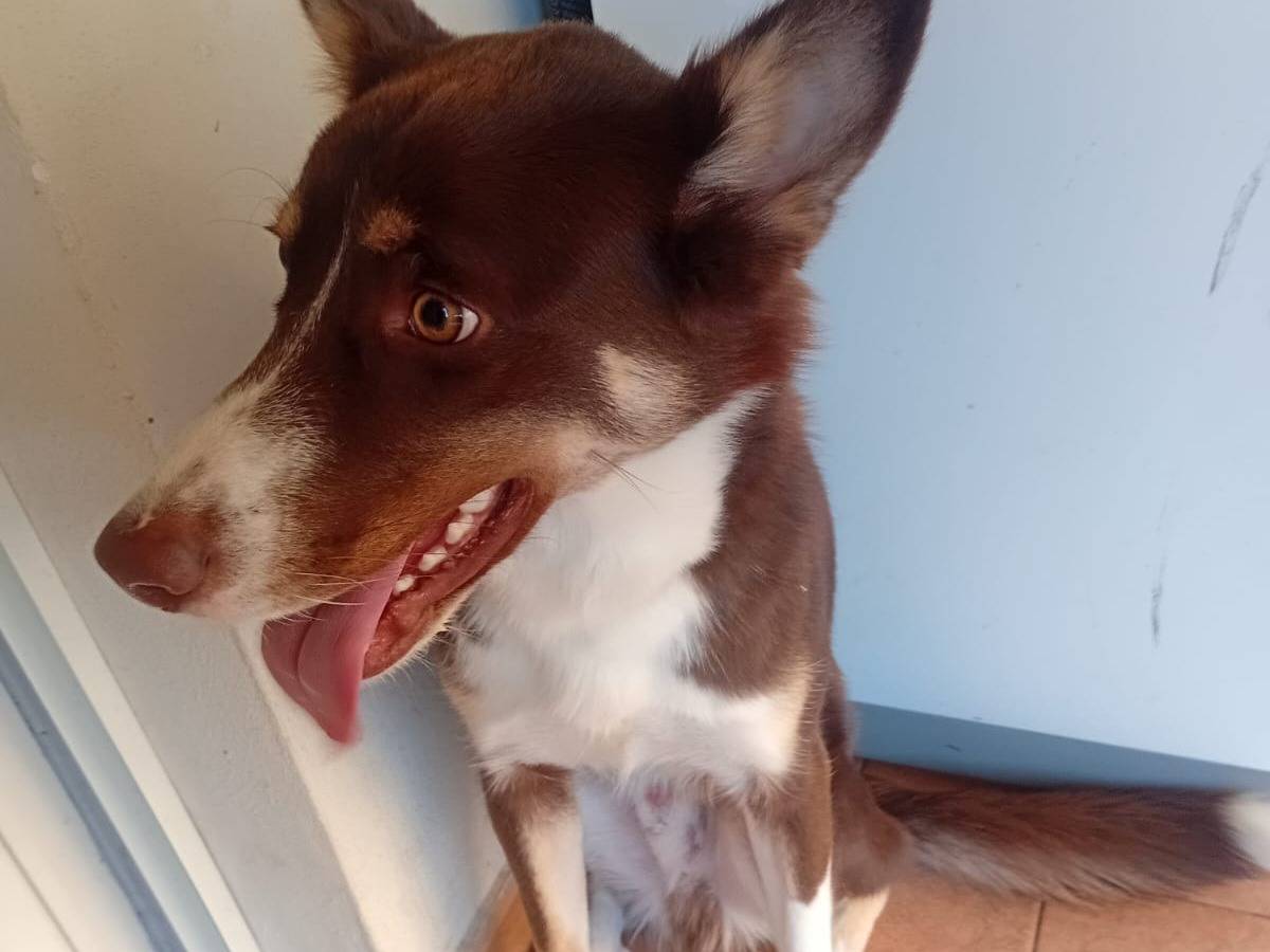 Vuoi adottare un cane a Varese?