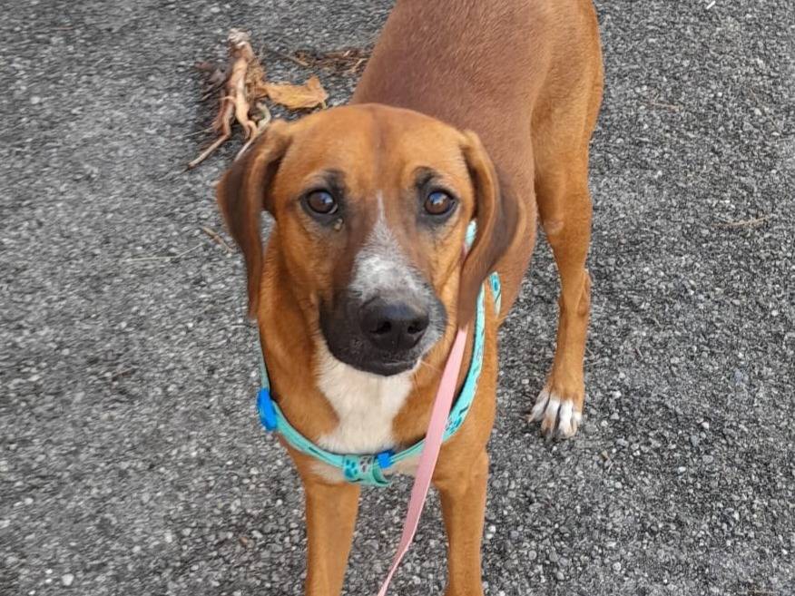 Adozione cane, femmina, Razza sconosciuta Razza sconosciuta, 10 mesi, taglia media contenuta, Genova