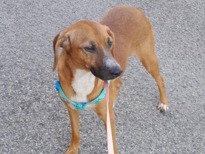 Adotta un cane, femmina, 10 mesi, Genova