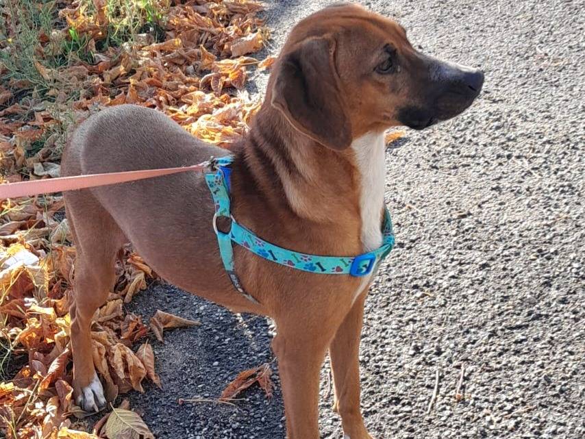 Adotta un cane, taglia media contenuta, femmina, Genova