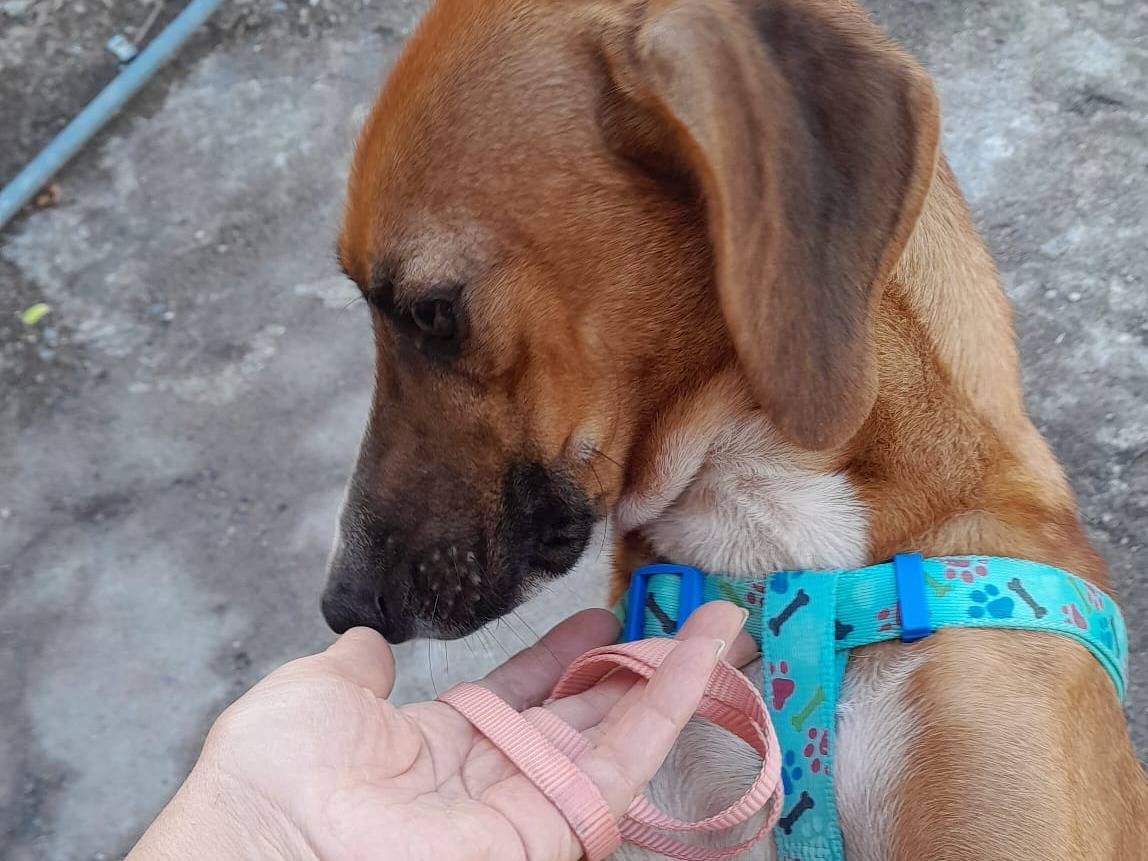 Vuoi adottare un cane a Genova?