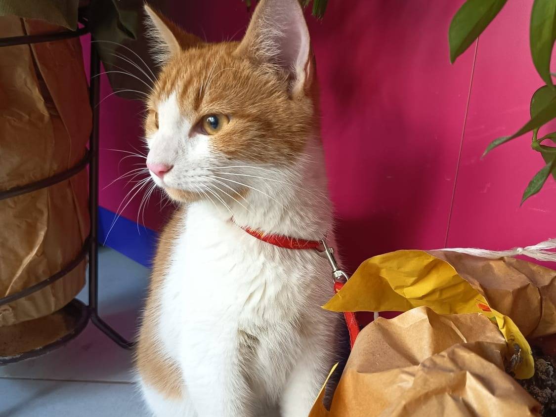 Adozione gatto, maschio, Razza sconosciuta Razza sconosciuta, 4 mesi, taglia non valida, Trapani