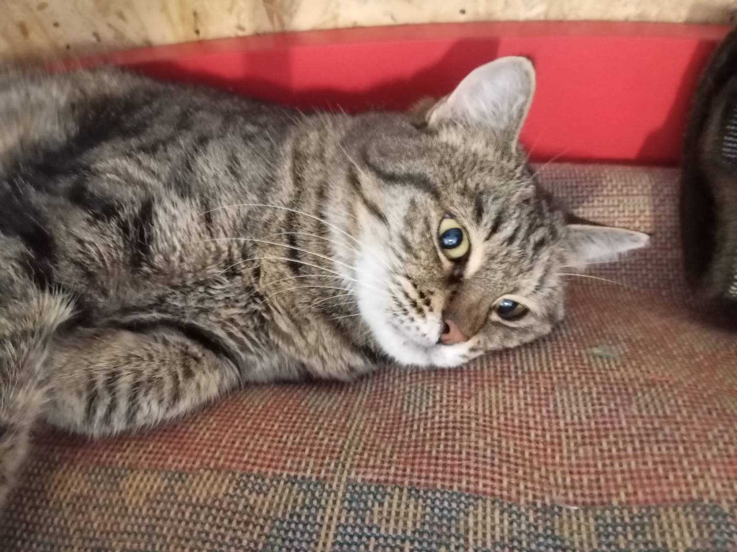 Adozione gatto, femmina, Razza sconosciuta Razza sconosciuta, 2 anni e 6 mesi, taglia non valida, Lecce