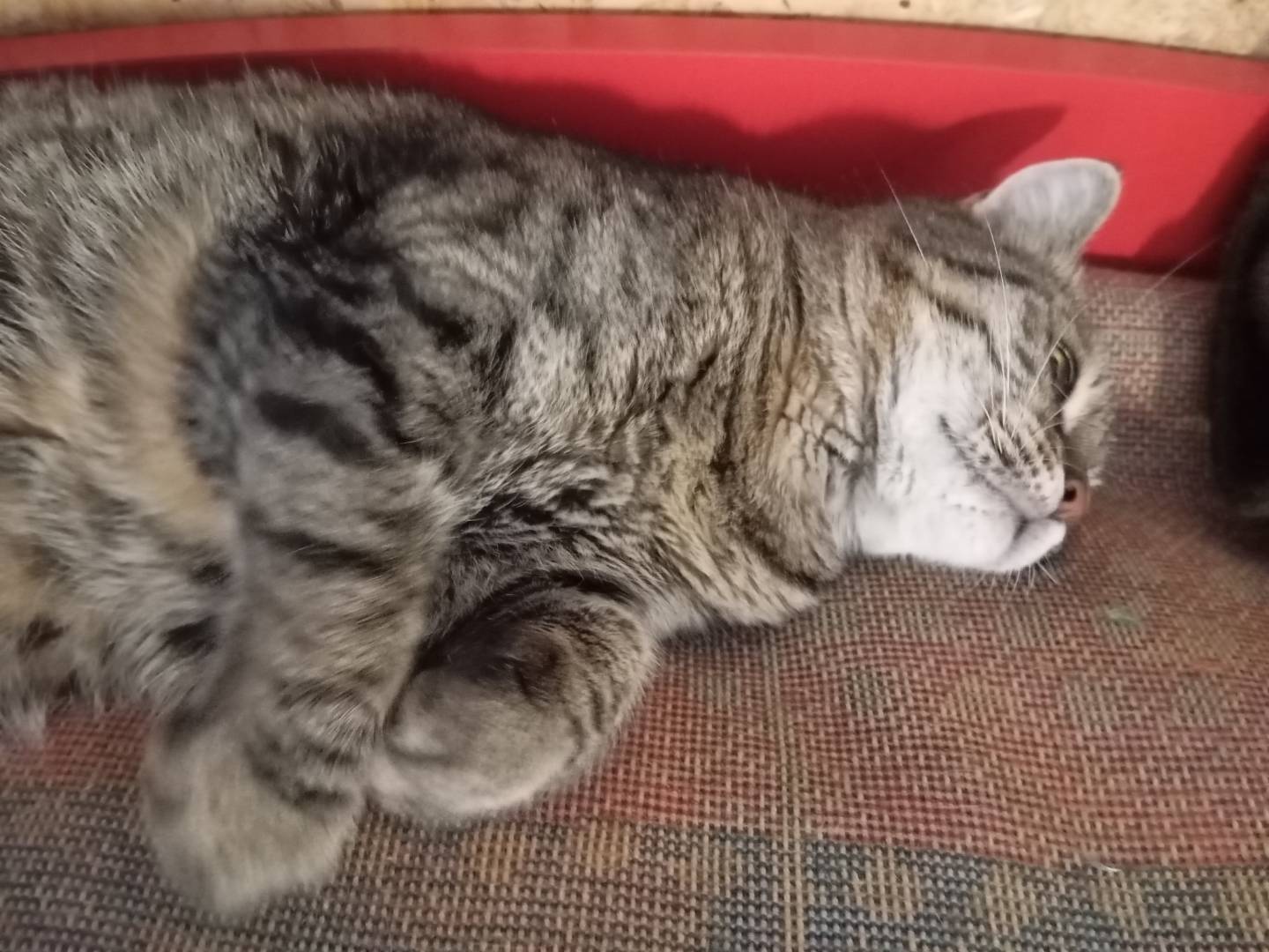 Adotta un gatto, femmina, 2 anni e 6 mesi, Lecce