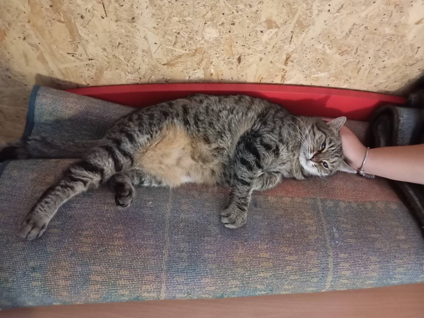 Adotta un gatto, taglia non valida, femmina, Lecce