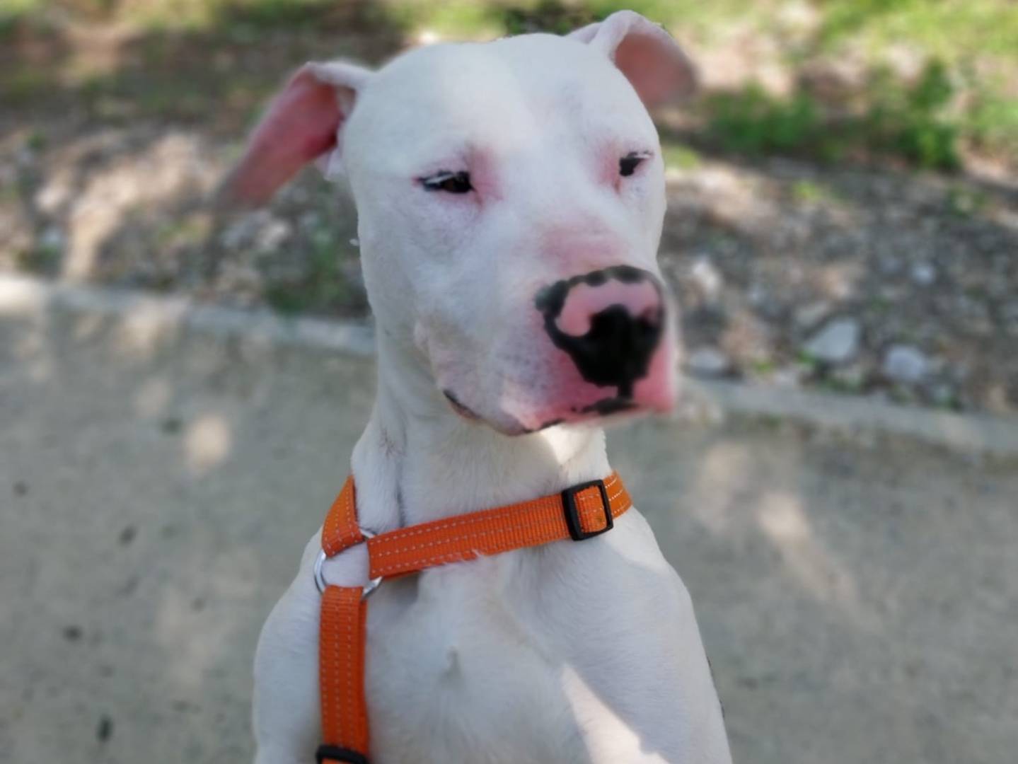 Adozione cane, maschio, Pitbull Razza sconosciuta, 2 anni e 3 mesi, taglia media, Brescia