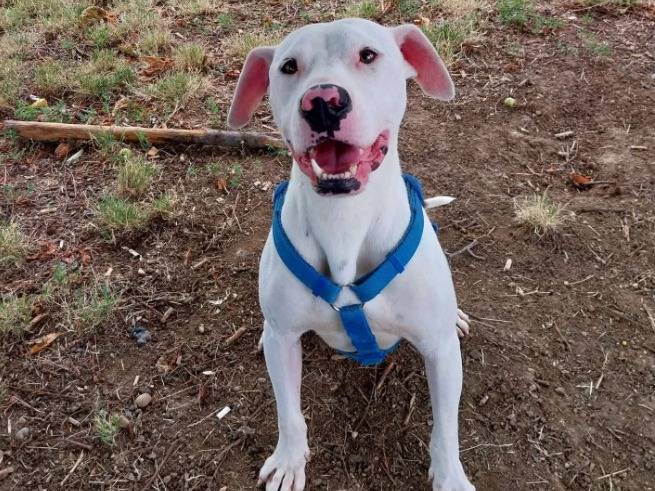 Adotta un cane, maschio, 2 anni e 3 mesi, Brescia