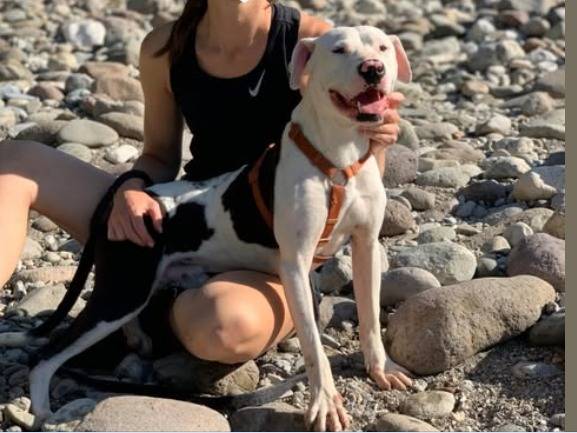 Adotta un cane, taglia media, maschio, Brescia