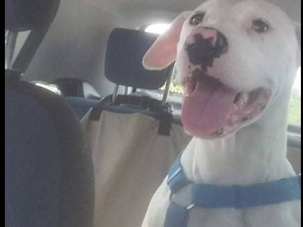 Vuoi adottare un cane a Brescia?