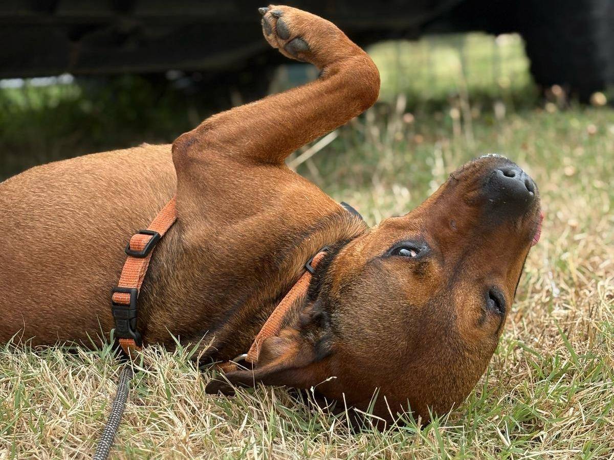 Adotta il cane ASIA a Brescia