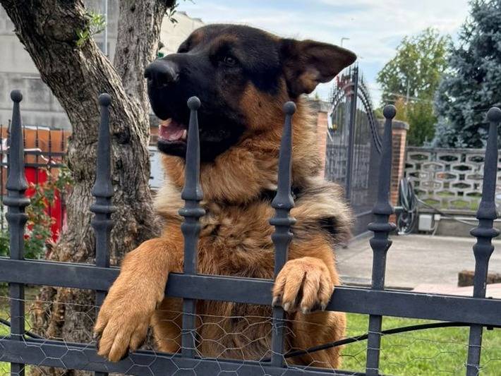Adozione cane, maschio, Pastore tedesco Razza sconosciuta, 1 anno e 2 mesi, taglia media, Verona