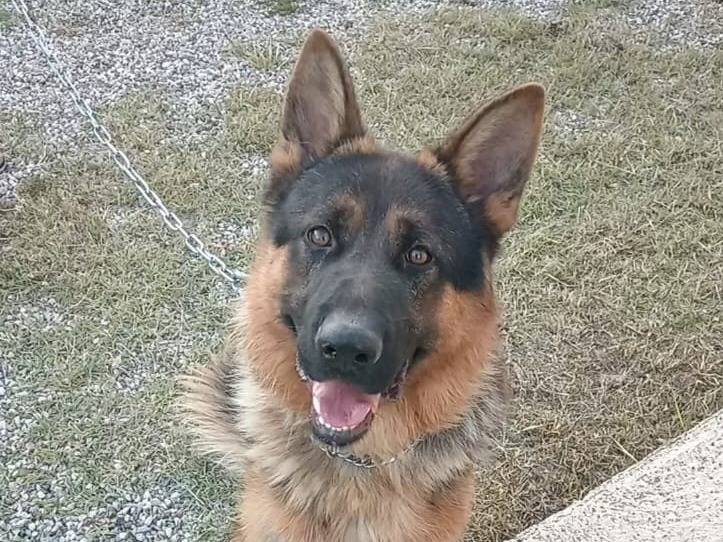 Adotta un cane, maschio, 1 anno e 2 mesi, Verona