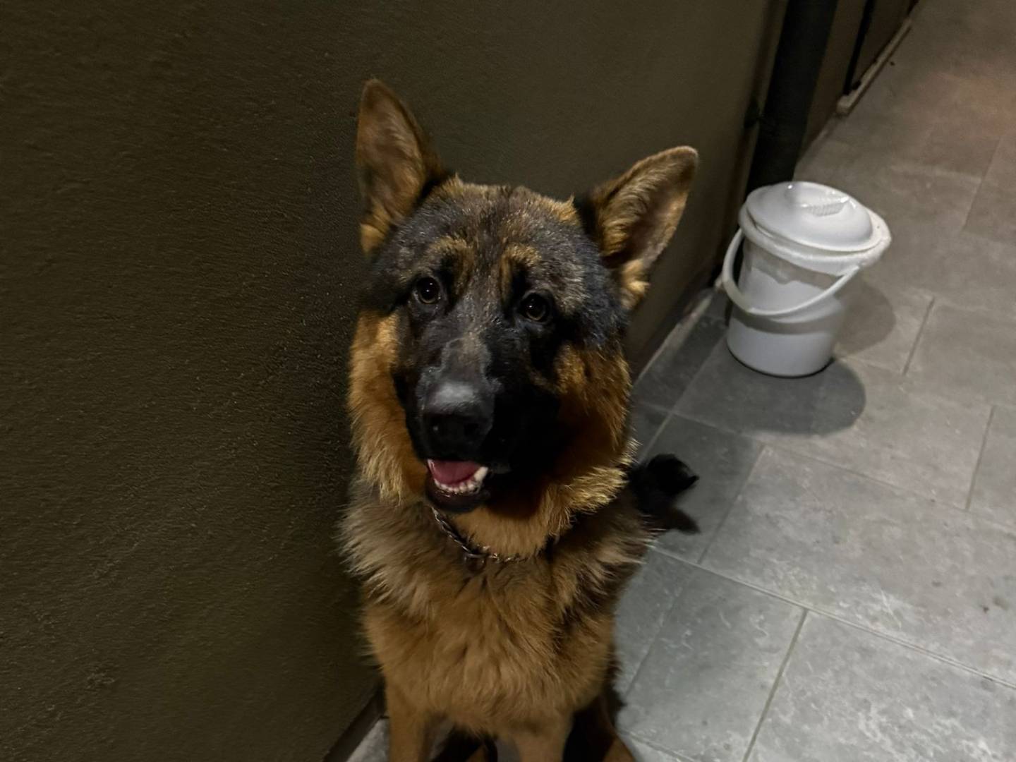 Adotta un cane, taglia media, maschio, Verona