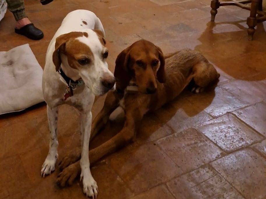 Adozione cane, maschio, Segugio Razza sconosciuta, 2 anni e 3 mesi, taglia piccola, Bologna
