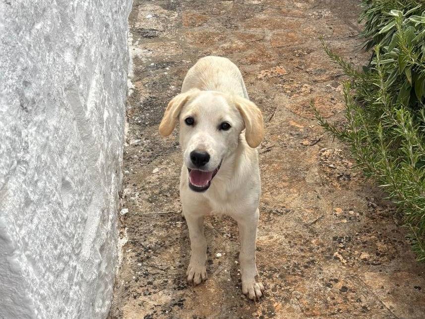 Adozione cane, femmina, Labrador Retriever Razza sconosciuta, 4 mesi, taglia media, Bari