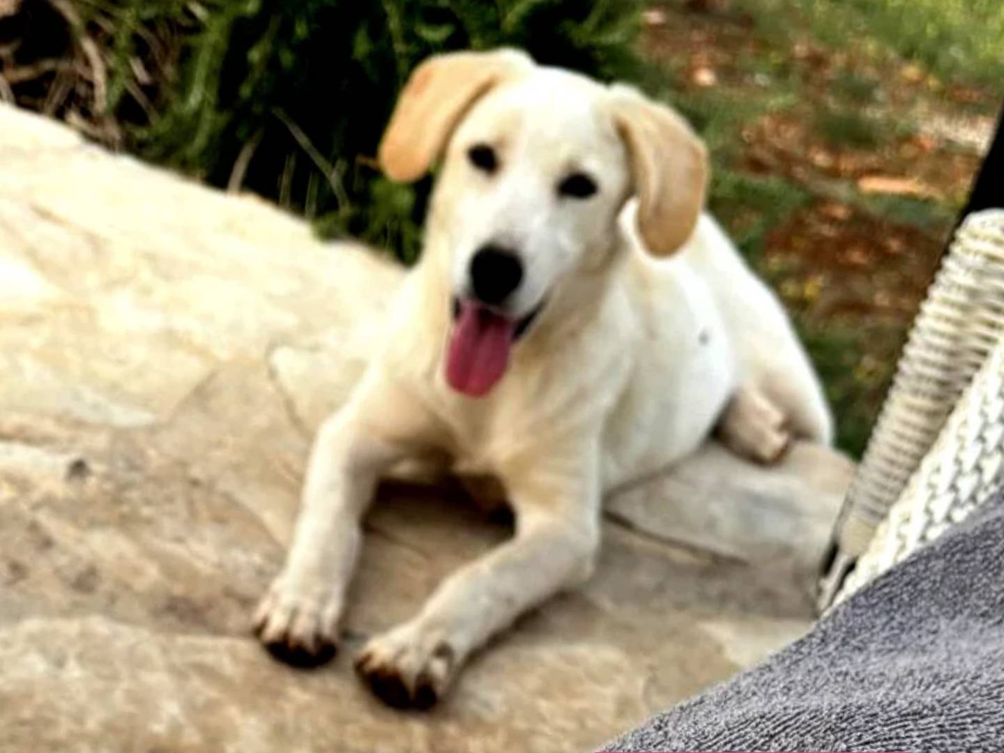 Adotta un cane, femmina, 4 mesi, Bari