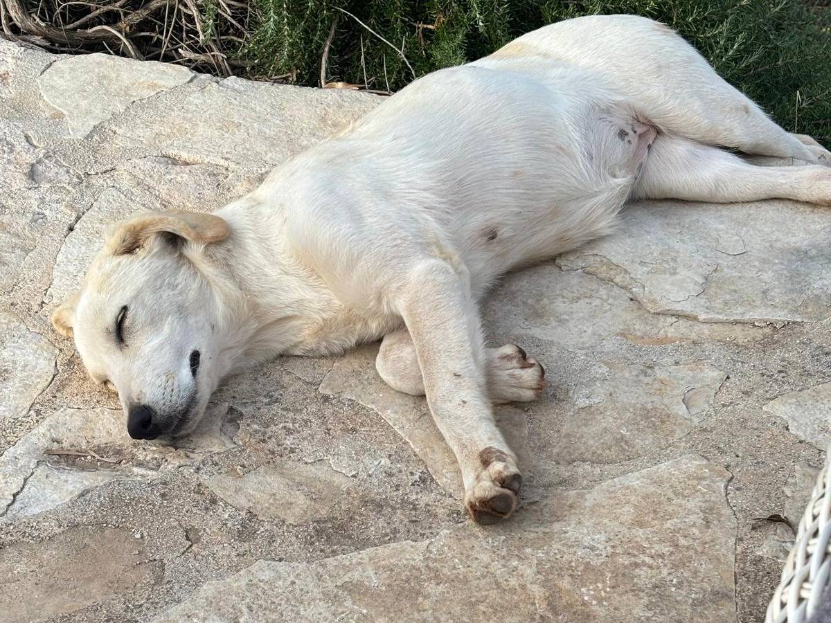 Adotta un cane, taglia media, femmina, Bari