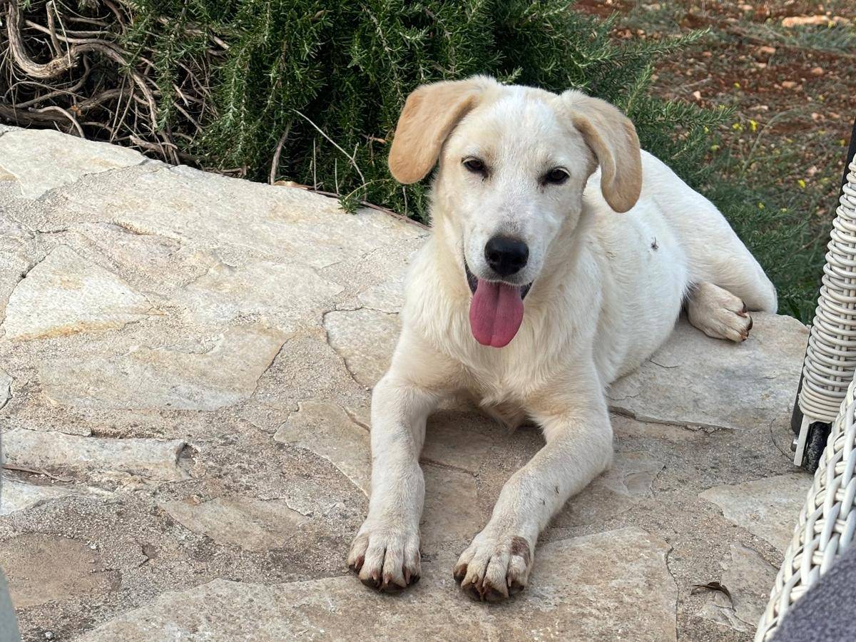Vuoi adottare un cane a Bari?