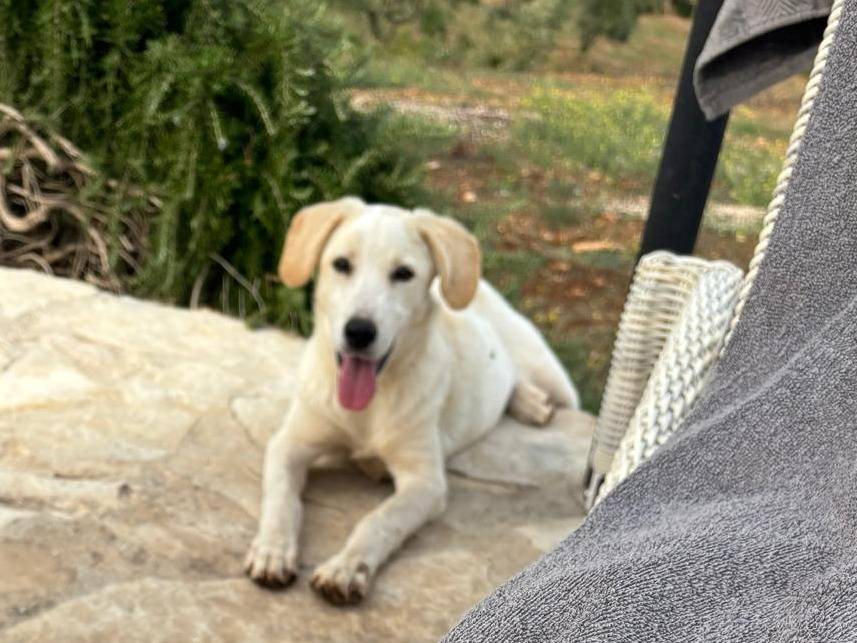 Adotta il cane Fellon  a Bari