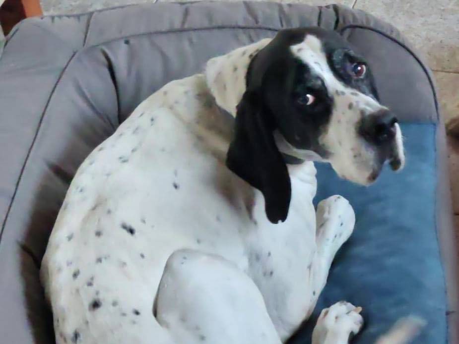 Adozione cane, maschio, Pointer Razza sconosciuta, 11 anni e 3 mesi, taglia media, Verona