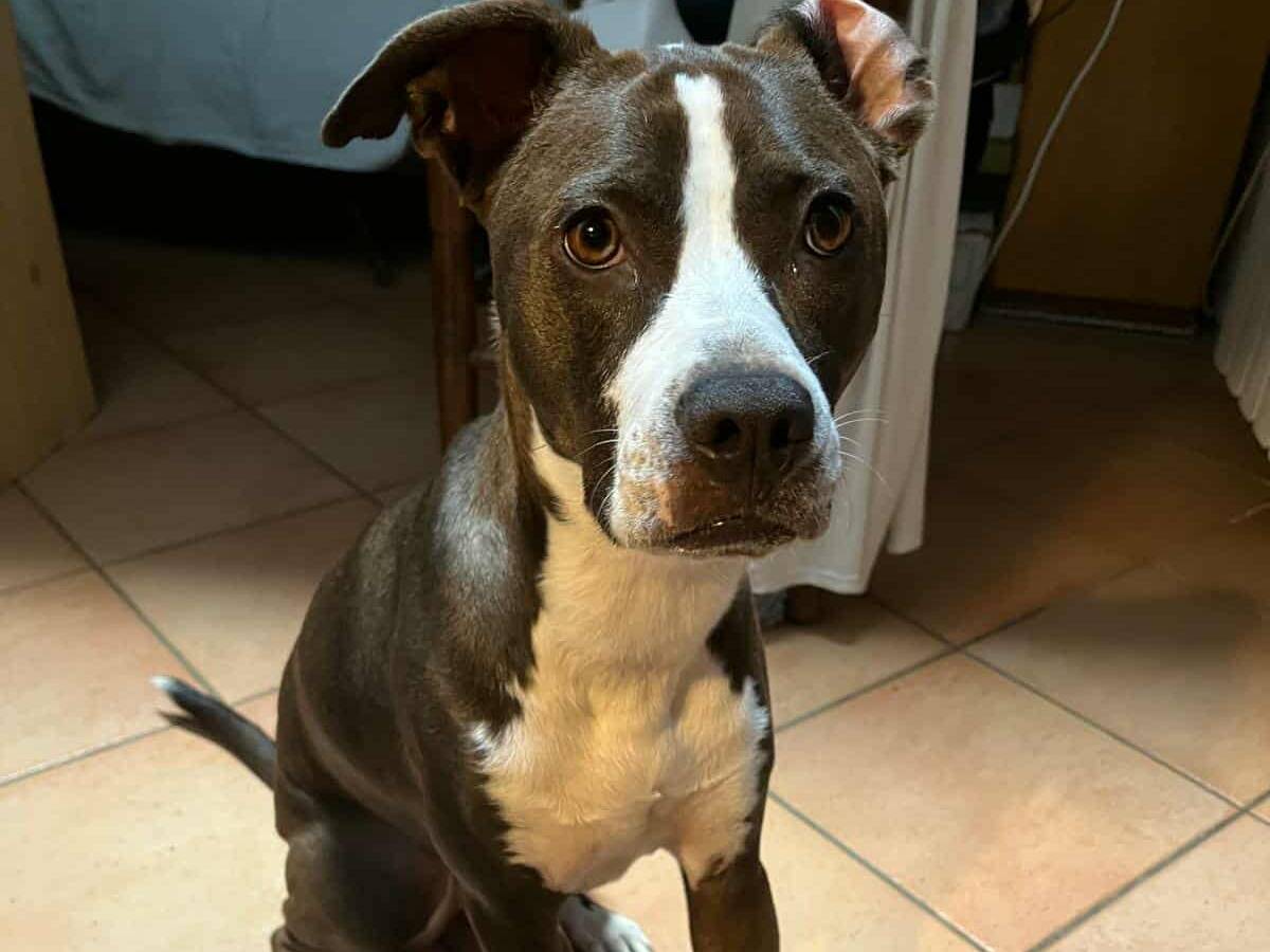 Adozione cane, femmina, Bracco Pitbull, 1 anno e 6 mesi, taglia media, Firenze