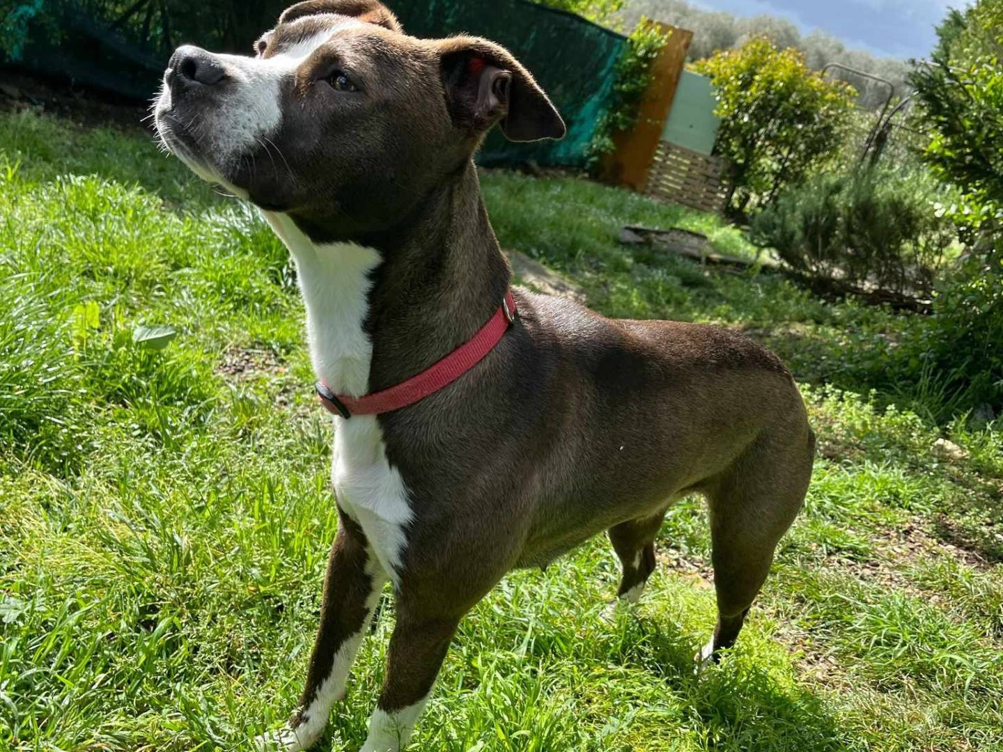 Adotta il cane OLIVIA a Firenze
