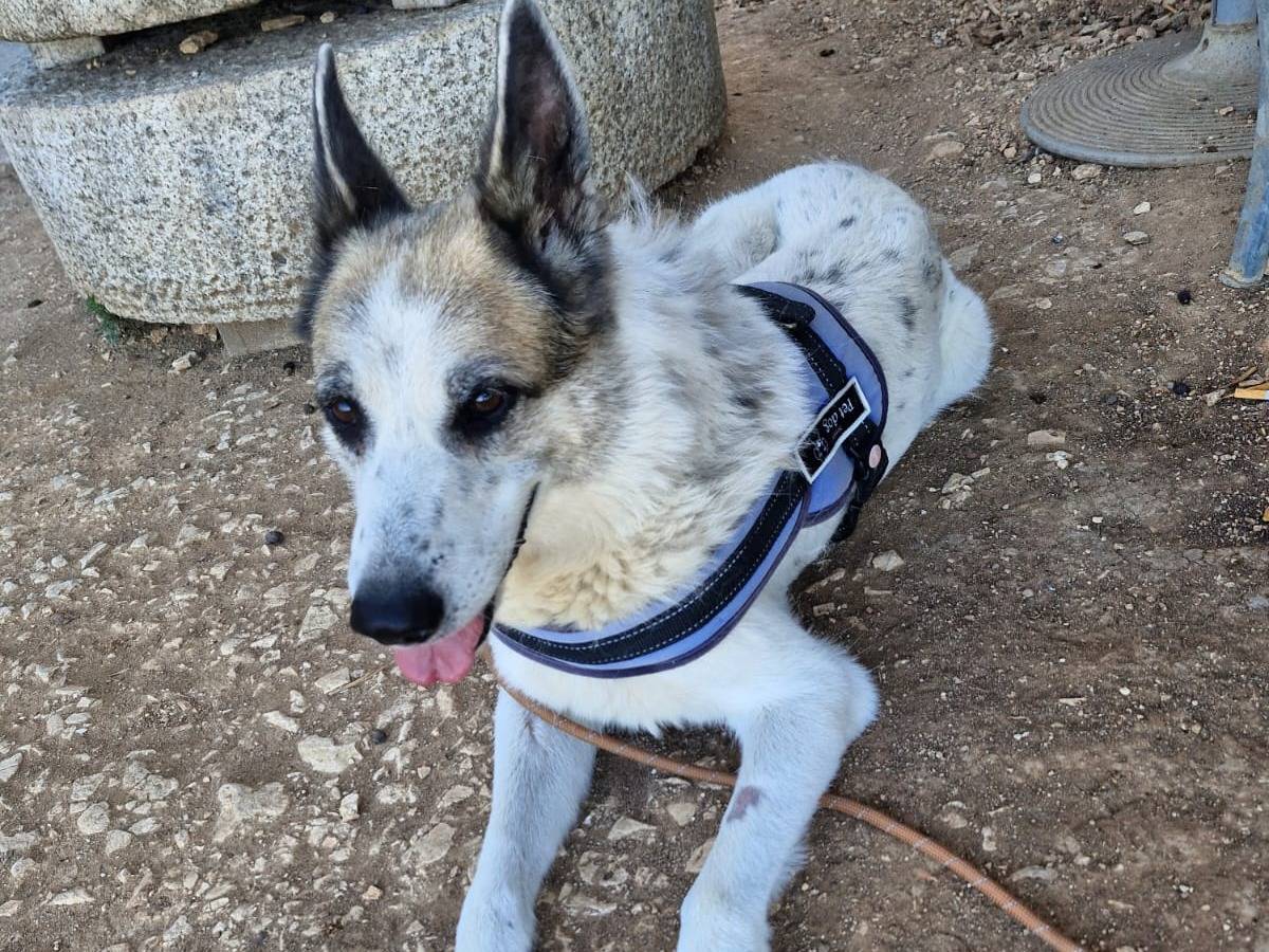 Adozione cane, femmina, Razza sconosciuta Razza sconosciuta, 14 anni e 4 mesi, taglia grande, Bari