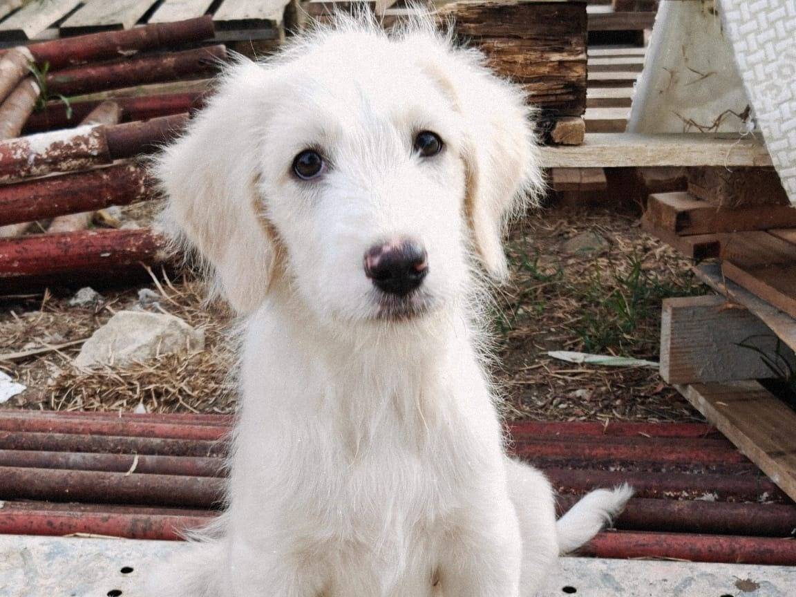 Adozione cane, femmina, Razza sconosciuta Razza sconosciuta, 4 mesi, taglia media, Milano