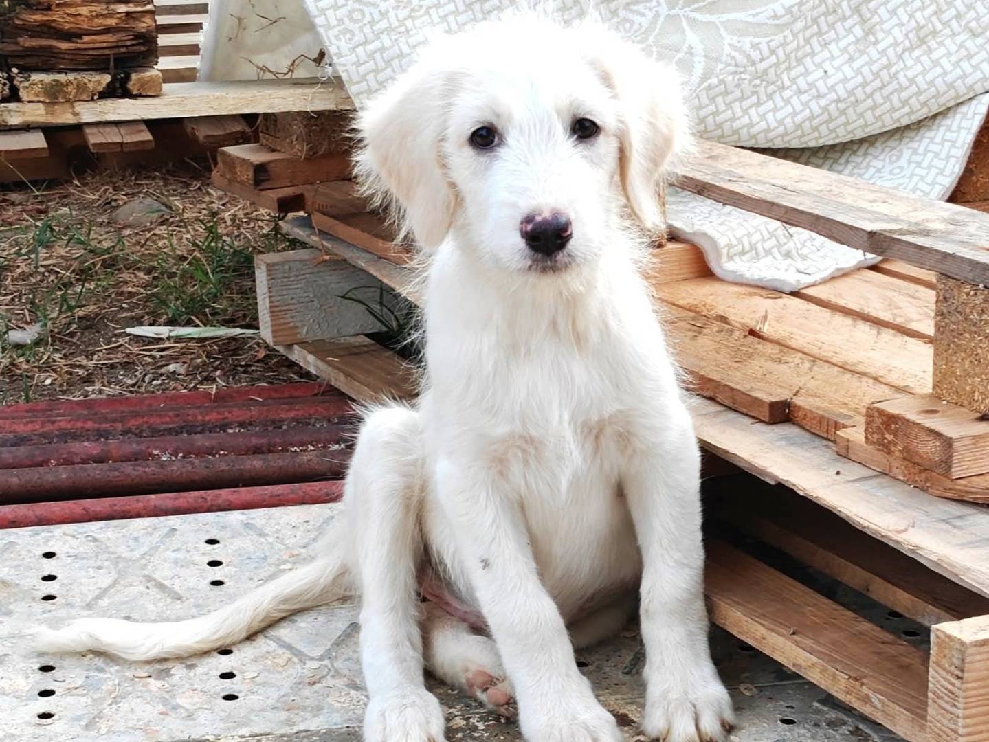 Adotta un cane, femmina, 4 mesi, Milano