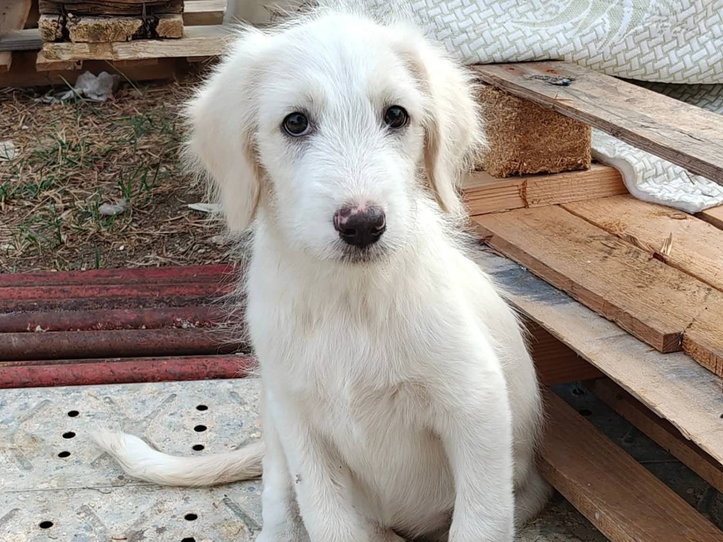 Adotta un cane, taglia media, femmina, Milano