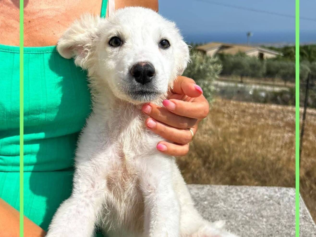 Adozione cane, femmina, Razza sconosciuta Razza sconosciuta, 4 mesi, taglia media contenuta, Milano
