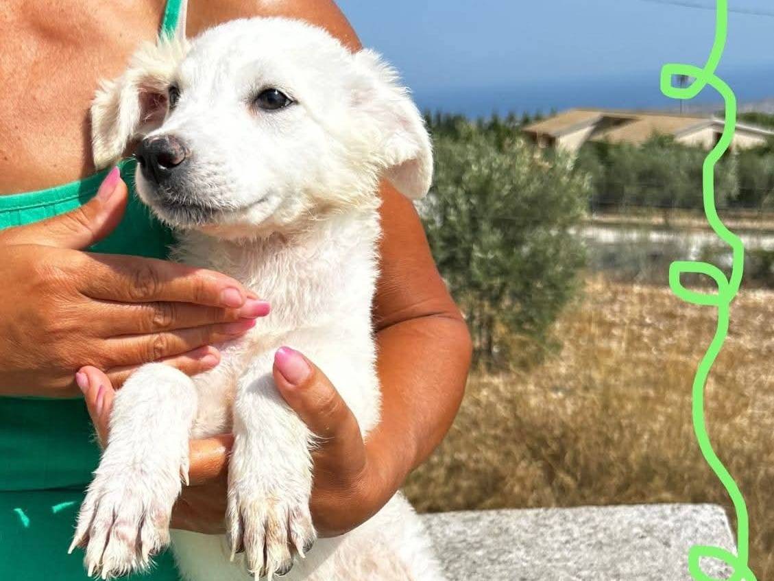 Adotta un cane, femmina, 4 mesi, Milano