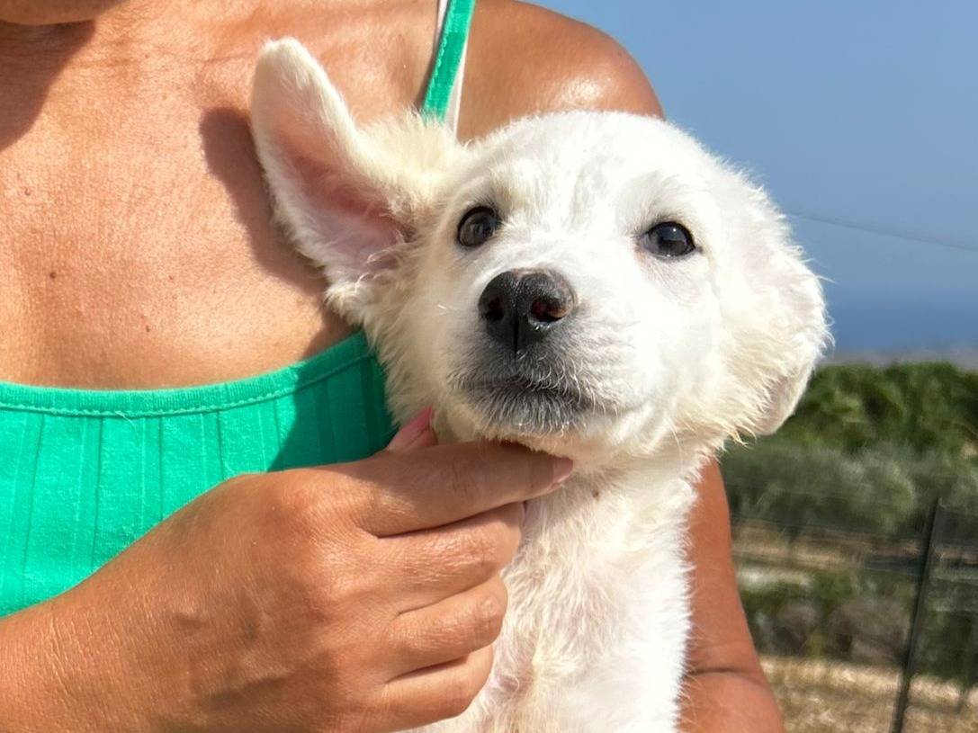 Adotta un cane, taglia media contenuta, femmina, Milano