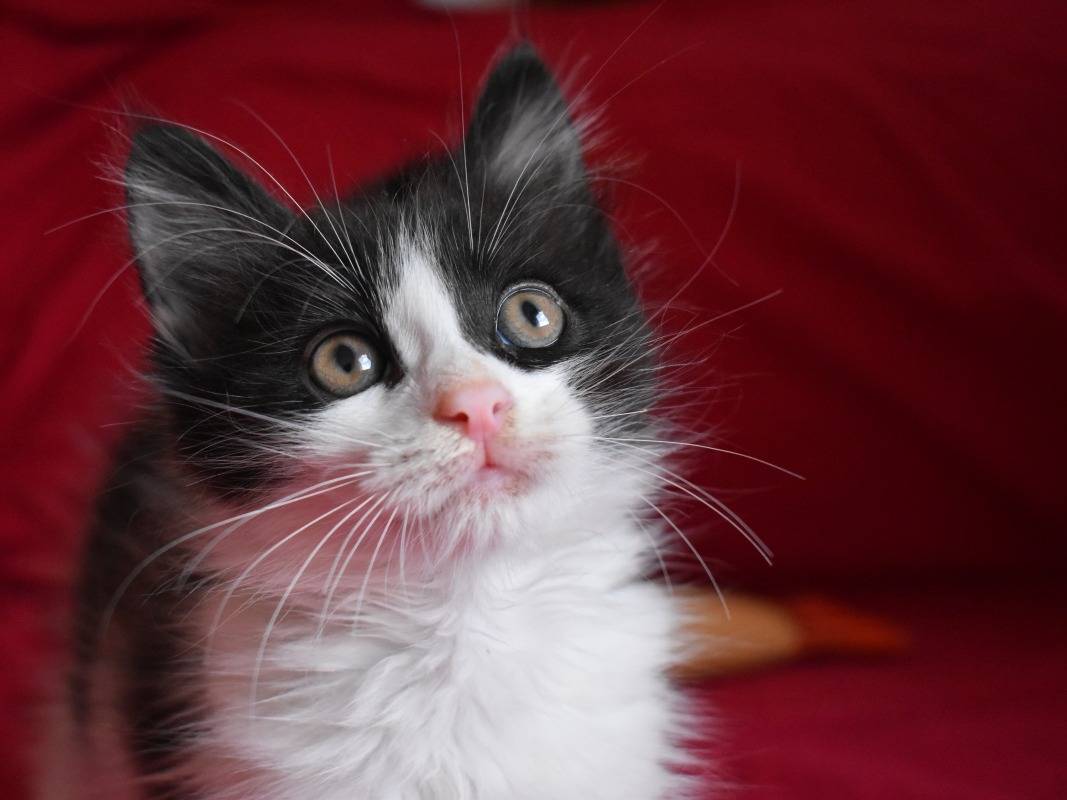 Adozione gatto, maschio, Razza sconosciuta Razza sconosciuta, 3 mesi, taglia non valida, Roma