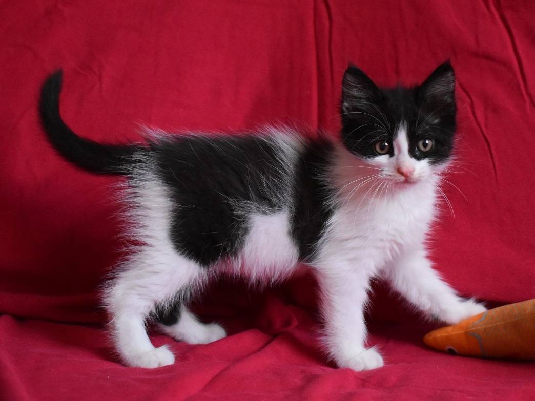 Adotta un gatto, maschio, 3 mesi, Roma