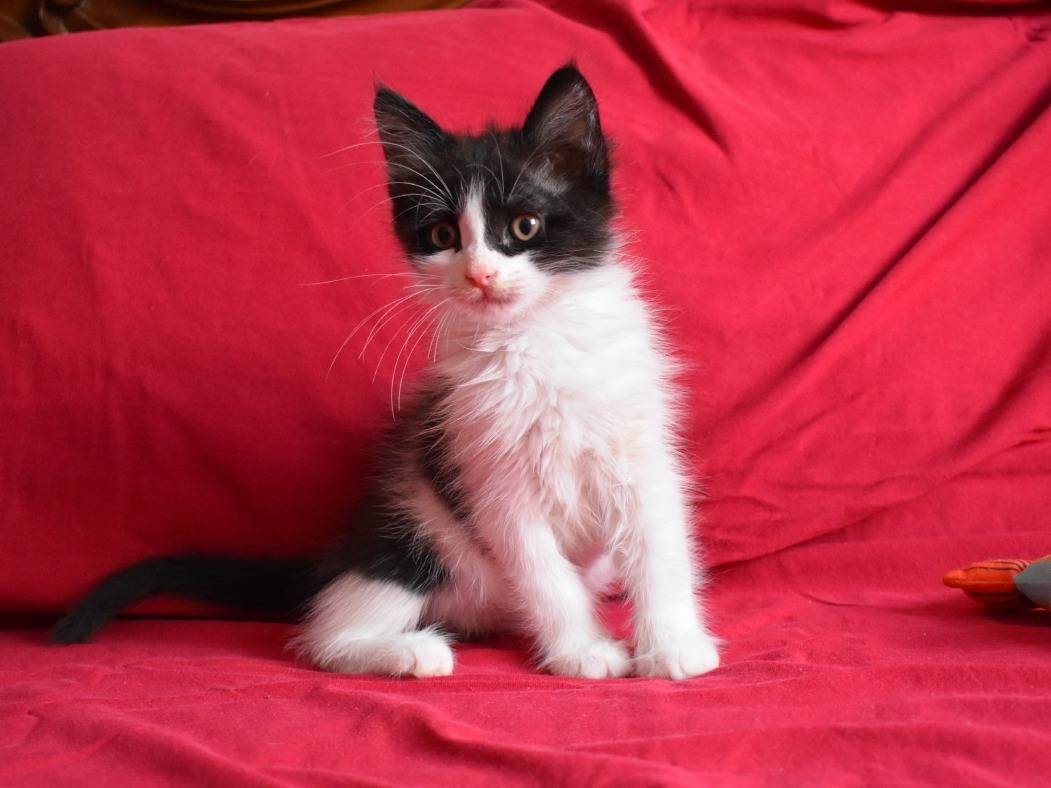 Adotta un gatto, taglia non valida, maschio, Roma